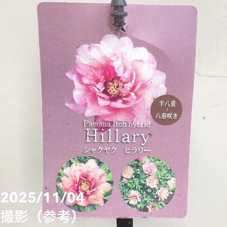 芍薬 シャクヤク 5号 ヒラリー|草花04-PA