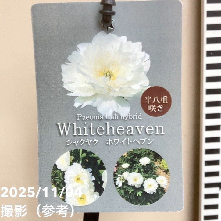 芍薬 シャクヤク 5号 ホワイトヘブン|草花04-PA
