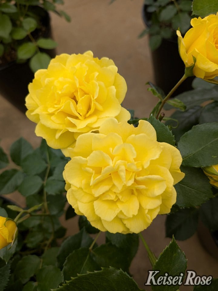 【NEW】バラ大苗 ゴールデン・ストリート・カラーズ 4.5号ロングポット 京成バラ園芸｜花木04-PA