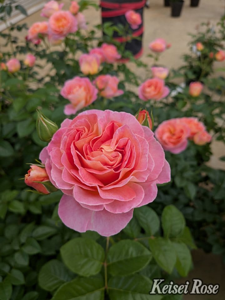【NEW】バラ大苗 ドルンブルガー シュロスローズ 4.5号ロングポット 京成バラ園芸｜花木04-PA