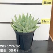 現品お届け】アロエ ポリフィラ Aloe polyphylla 7号（6）｜観葉10-TU