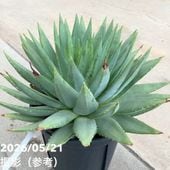 アロエ ポリフィラ B 65周年記念セール】【現品お届け】アロエ ポリフィラ Aloe polyphylla
