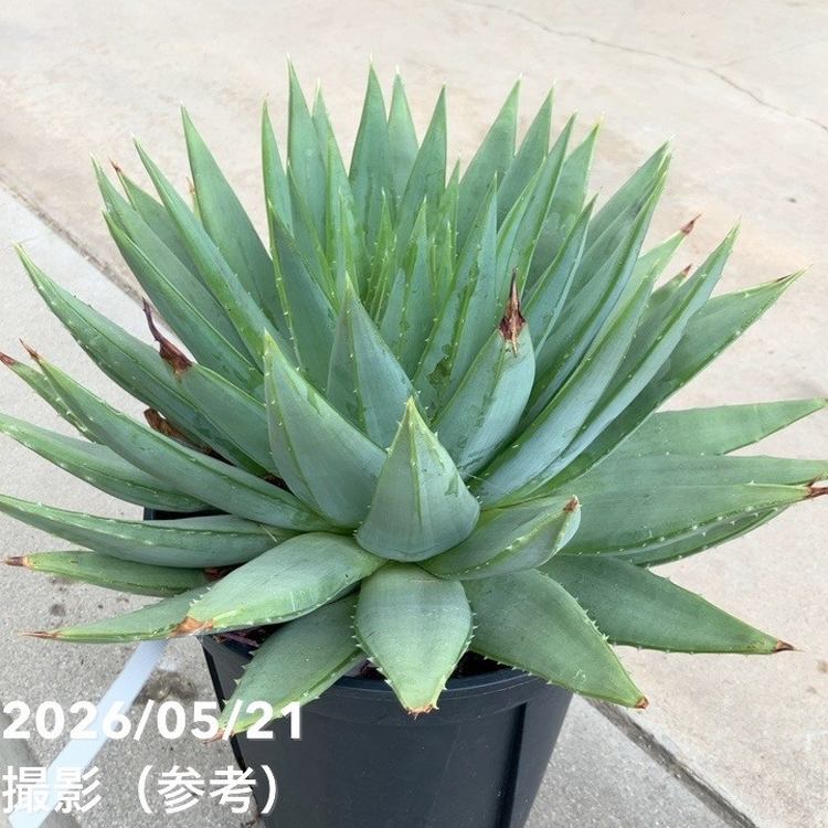 現品お届け】アロエ ポリフィラ Aloe polyphylla 7号（3）｜観葉10-TU