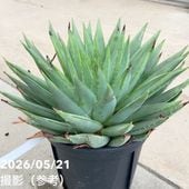 ユッカ 4号 リネアリフォリア（Yucca linearifolia）｜花木01-D1