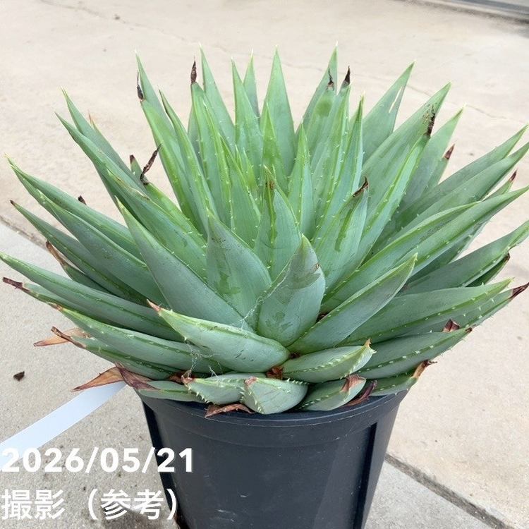 現品お届け】アロエ ポリフィラ Aloe polyphylla 7号（4）｜観葉10-TU