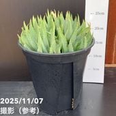 現品お届け】アロエ ポリフィラ Aloe polyphylla 7号（6）｜観葉10-TU