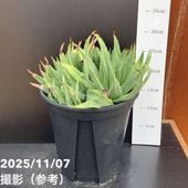 現品お届け】アロエ ポリフィラ Aloe polyphylla 7号（6）｜観葉10-TU