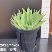 現品お届け】アエオニウム ピンクウィッチ錦綴化 5号（2）｜観葉10-TU