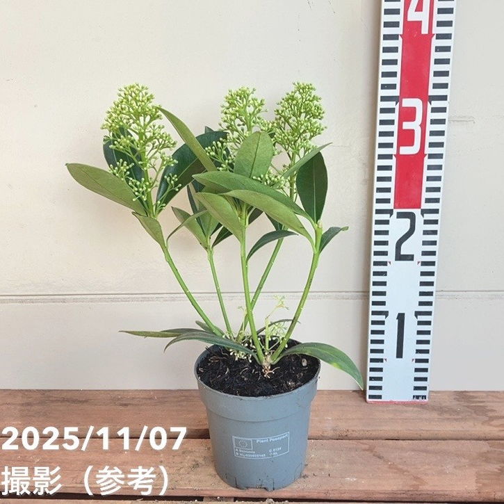 スキミア フィンチー 3.5号｜花木04-PA