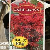 カラタネオガタマ ポートワイン 5号｜花木01-D1 | 赤塚植物園自社農場