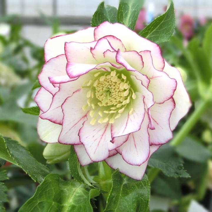 伊勢みやび 花衣