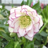 限定5鉢】クリスマスローズ 伊勢みやび 7号スリット鉢 小桜｜山野01-D1