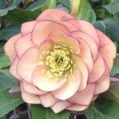 ユッカ 8号 デスメティアーナ（Yucca desmetiana）｜花木01-D1 | 赤塚