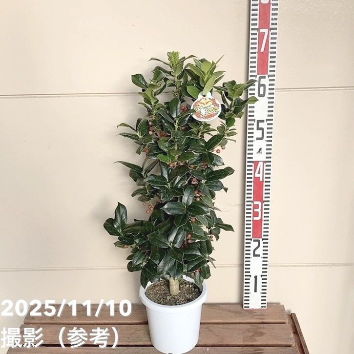 セイヨウヒイイラギ