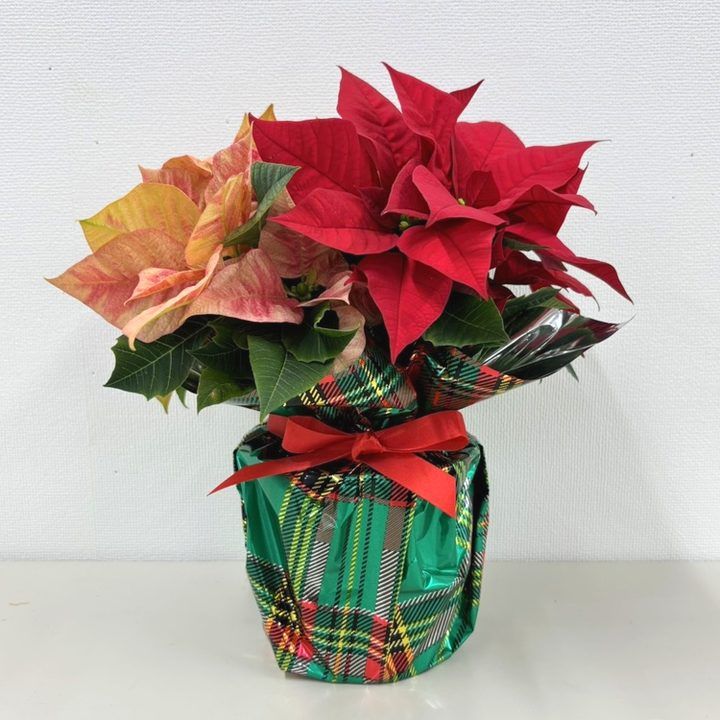ポインセチア 2色植え