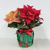 激レア！現品お届け】サイカス カイルンシアナ（ブルーソテツ）9号大鉢