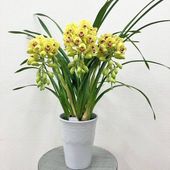 シンビジューム 白系 6号 3本立 ギフト仕様｜洋蘭10-TO | ギフト,胡蝶