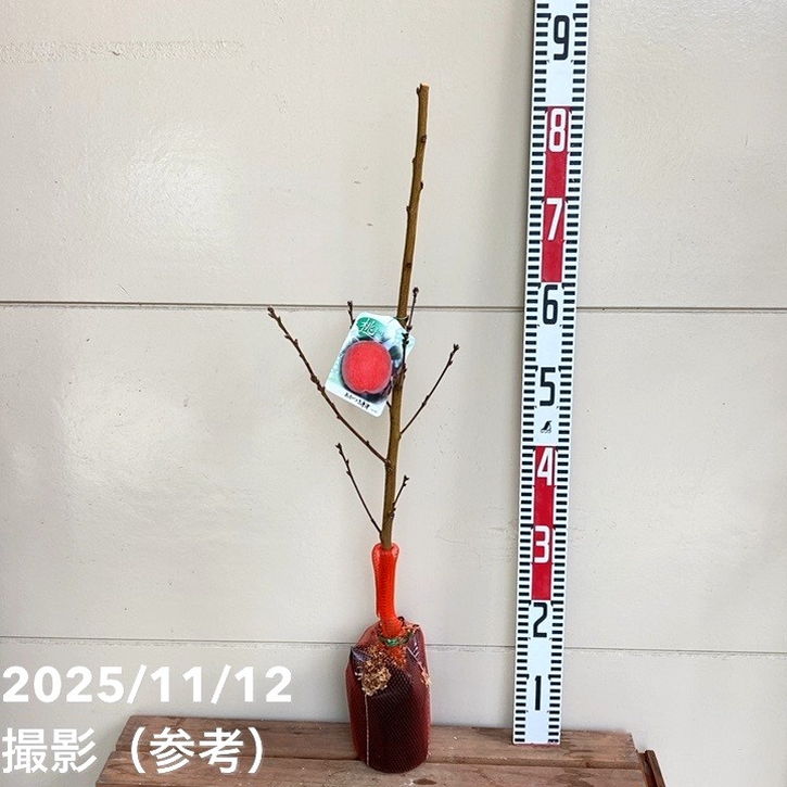 桃 あかつき ネオ 5号|果樹04-PA