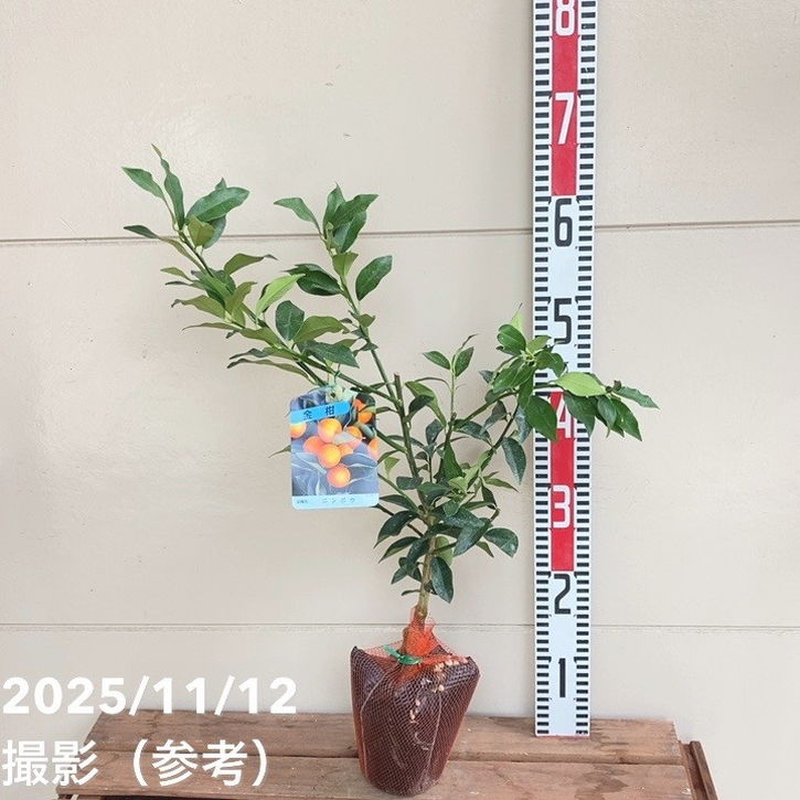 金柑 寧波(ニンポウ) 4号|柑橘|果樹04-PA