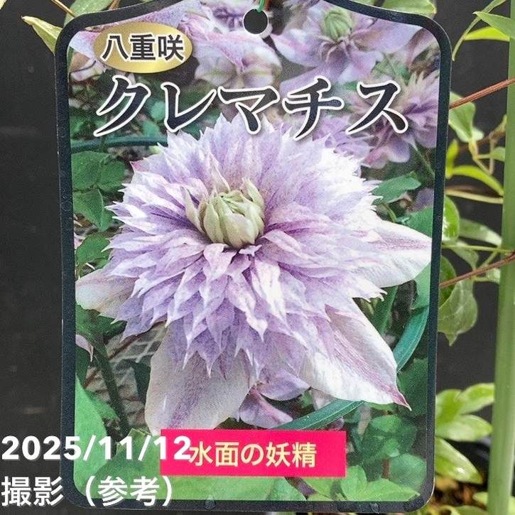 クレマチス 水面の妖精