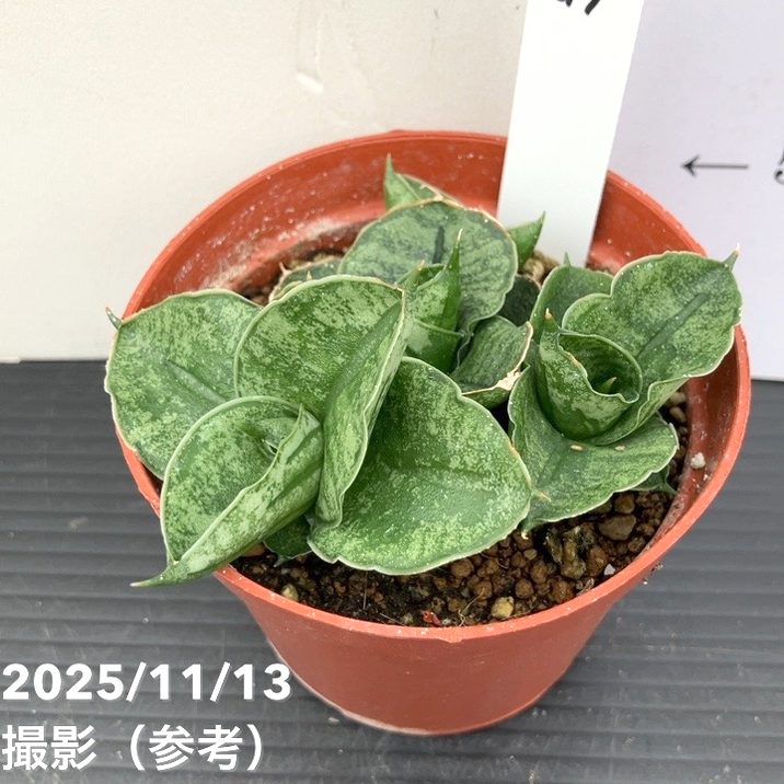 【現品お届け】サンスベリア 3号 ミニローズ mini rose プラ鉢（S219）｜観葉02-D2