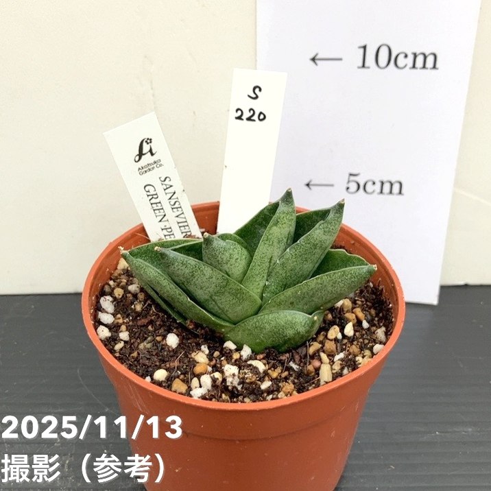 サンスベリア グリーンピーチ Sansevieria Green peach サンスベリア