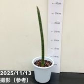 サンスベリア 4号 スタッキー プラ鉢仕様｜観葉02-D2
