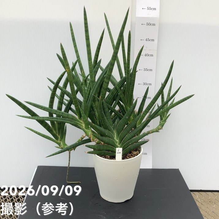 【現品お届け】サンスベリア 5号 モトムケニア 充実クランプ株 プラ仕様（S224）｜観葉02-D2