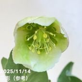 クリスマスローズ 原種 クロアチカス 5号ポット｜山野04-PA | 草花