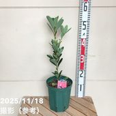 椿 ツバキ 4号 福島百合［こだわりの前田ナーセリー苗］｜花木04-PA