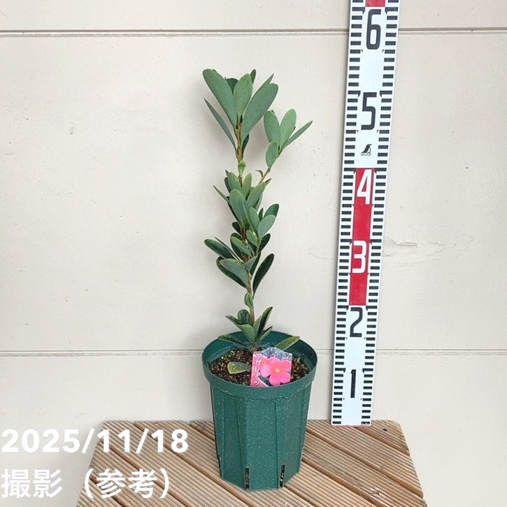 椿 アザレアツバキ 5号|花木04-PA