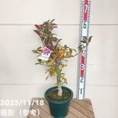 椿 ツバキ 4号 福島百合［こだわりの前田ナーセリー苗］｜花木04-PA