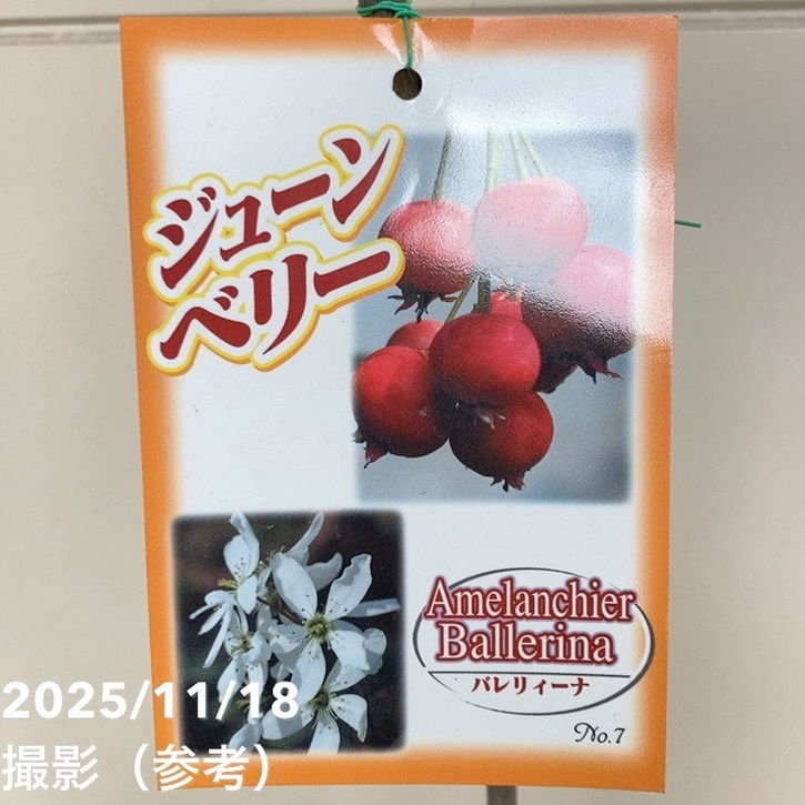 ジューンベリー バレリィーナ 5号｜果樹04-PA