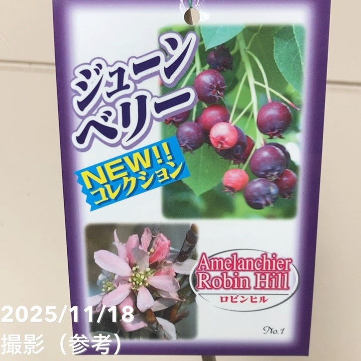 ジューンベリー ロビンヒル 5号｜果樹04-PA