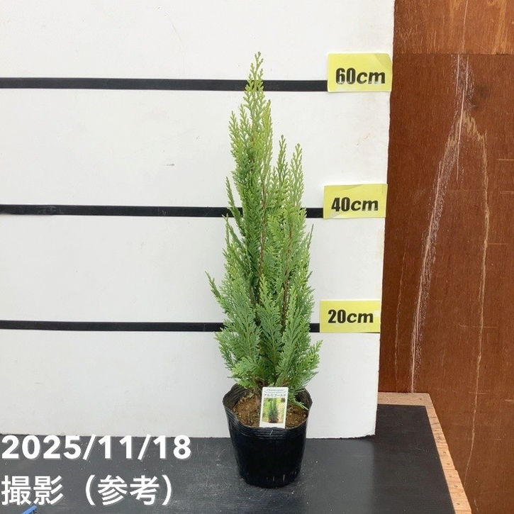 コニファー 立性 アルミゴールド 5号｜花木10-TU
