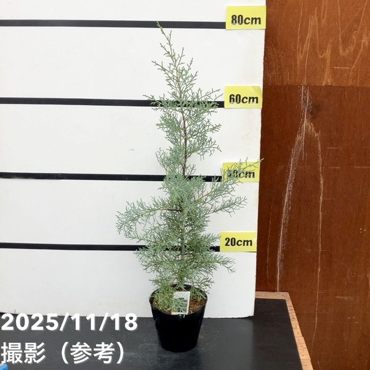 コニファー 立性 ブルーアイス 5号｜花木10-TU