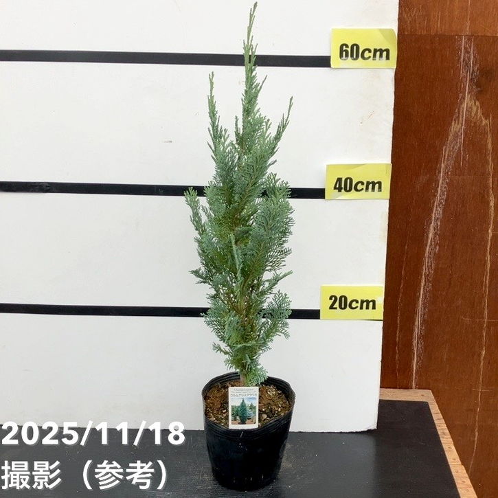 【65周年記念セール】コニファー 立性 コルムナリスグラウカ 5号｜花木10-TU