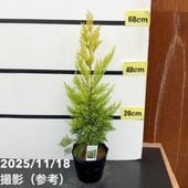 コニファー這性 ミクロビオタデクサータ 5号｜花木10-TU | 花木・庭木