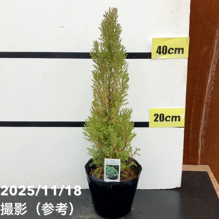 コニファー 立性 ローズダリス 5号｜花木10-TU