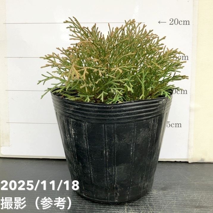 コニファー這性 ミクロビオタデクサータ 5号｜花木10-TU