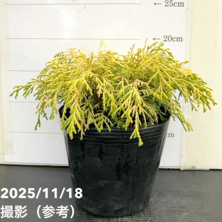 コニファー這性 ゴールデンモップ 5号｜花木10-TU