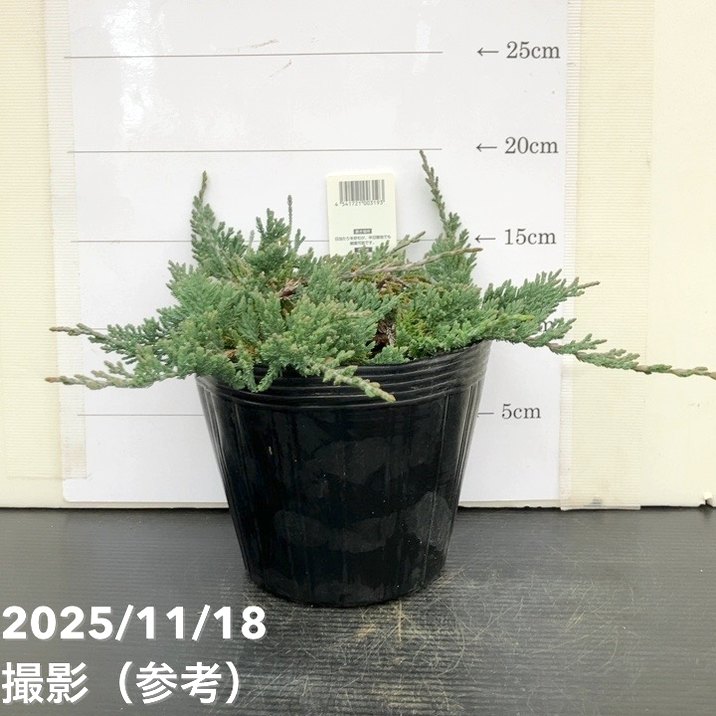コニファー這性 ウィルトニー 5号｜花木10-TU