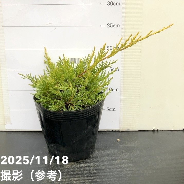 コニファー這性 セイブロックゴールド 5号|花木10-TU