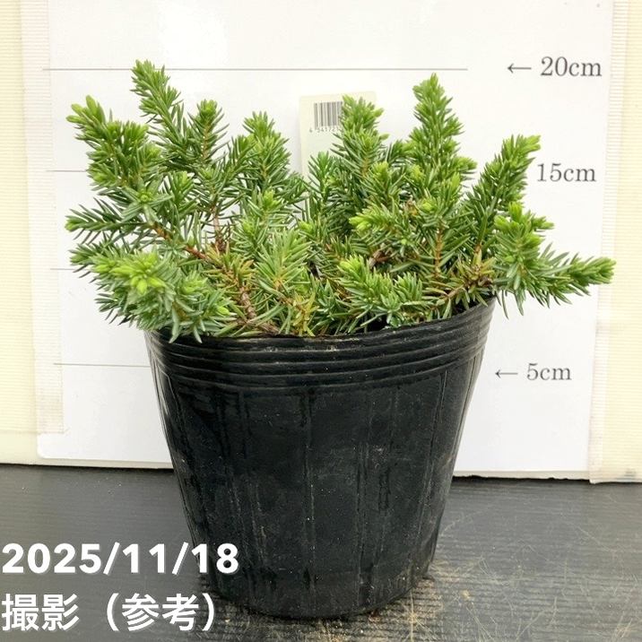 コニファー這性 ブルーパシフィック 5号｜花木10-TU