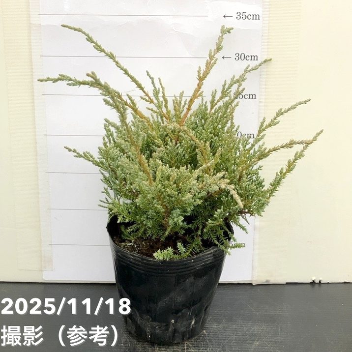 コニファー這性 ヒュージス 5号｜花木10-TU