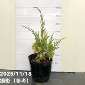 常緑コニファー エレガンススフィア 5号×3株セット PVP ※お届けに10日