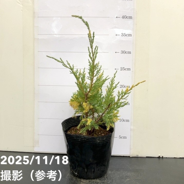 コニファー這性 ブルー&ゴールド 5号|花木10-TU