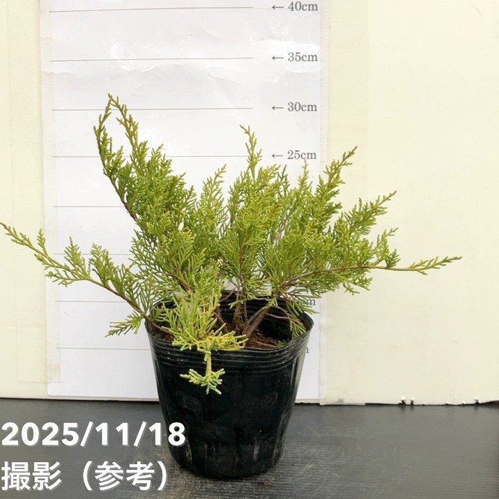 コニファー這性 オールドゴールド 5号|花木10-TU