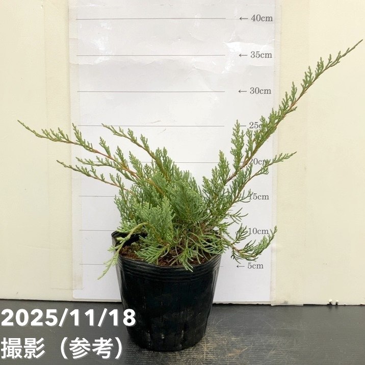 コニファー這性 グレイオウル 5号｜花木10-TU