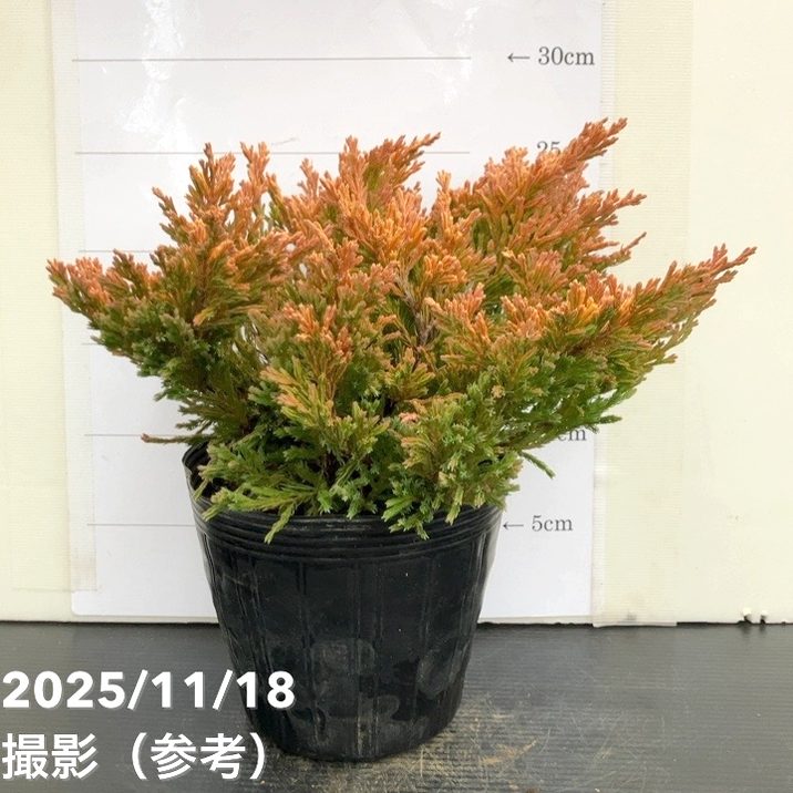 コニファー這性 ライムグロー 5号｜花木10-TU